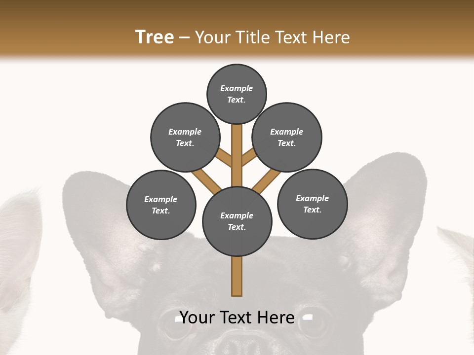 Indoors Pedigreed Studio PowerPoint Template