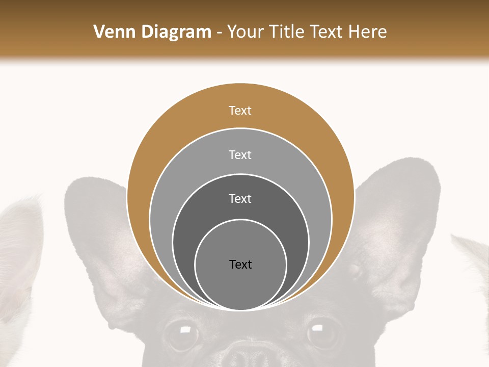 Indoors Pedigreed Studio PowerPoint Template