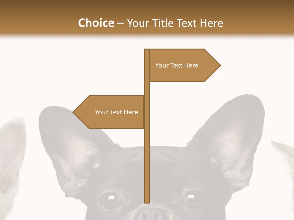 Indoors Pedigreed Studio PowerPoint Template