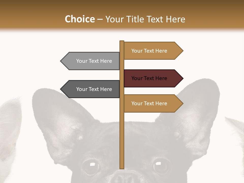 Indoors Pedigreed Studio PowerPoint Template
