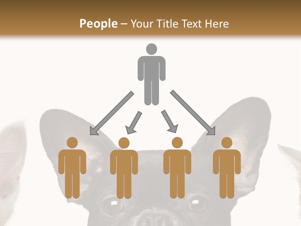 Indoors Pedigreed Studio PowerPoint Template