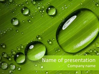 Summer Plant Dew PowerPoint Template