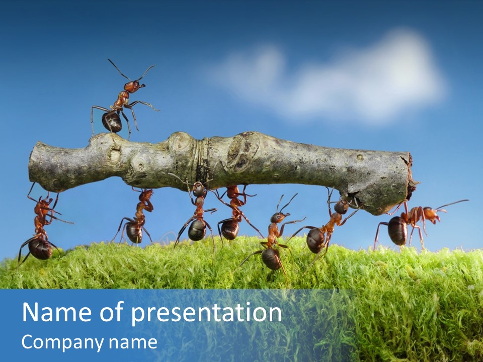Workers Ants Wood PowerPoint Template