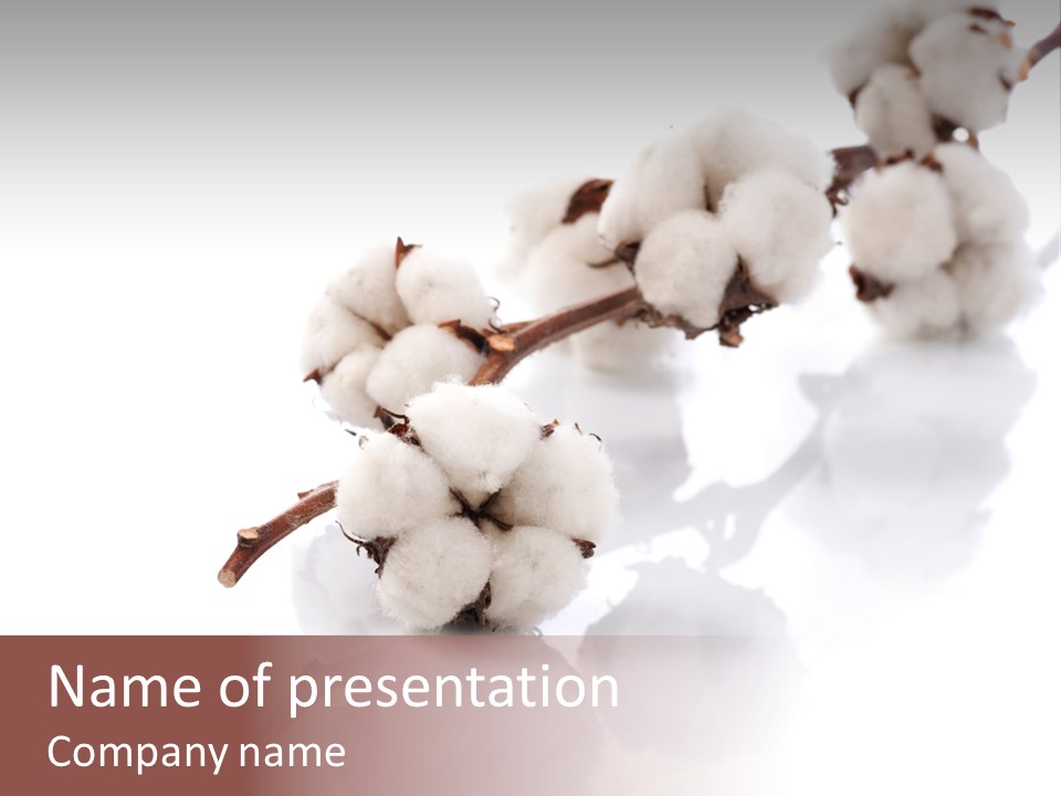 A Cotton Plant With A White Background PowerPoint Template