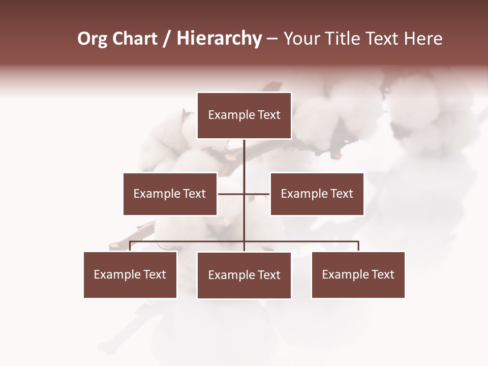 A Cotton Plant With A White Background PowerPoint Template