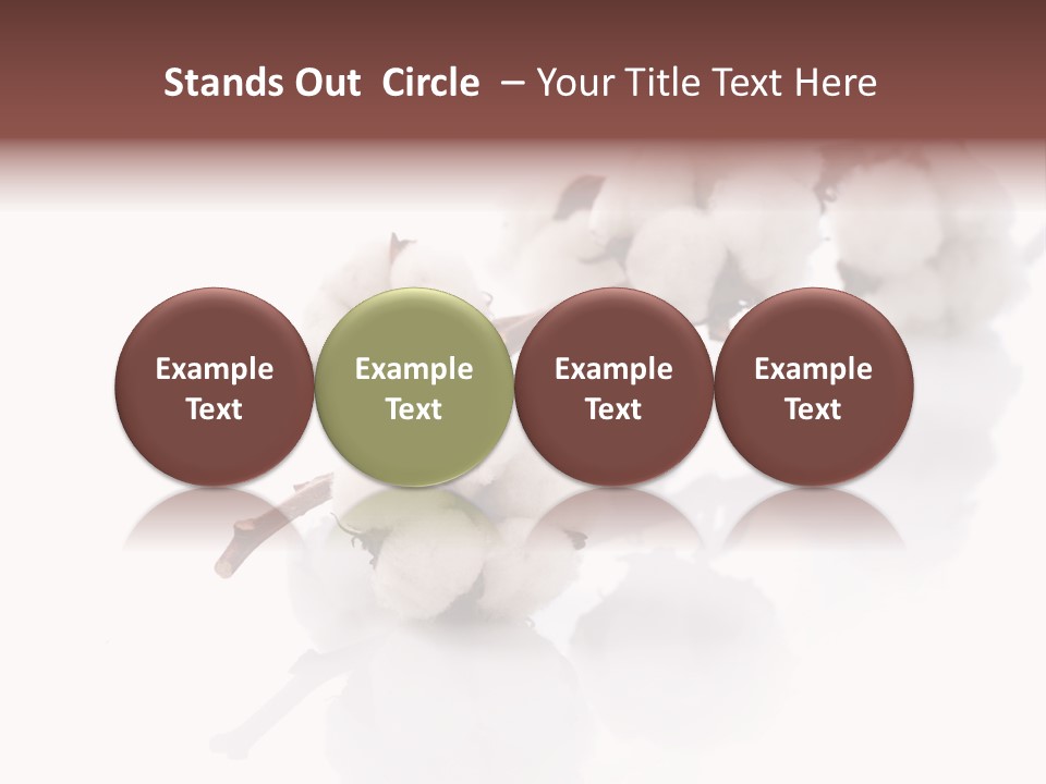 A Cotton Plant With A White Background PowerPoint Template