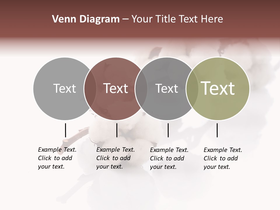 A Cotton Plant With A White Background PowerPoint Template