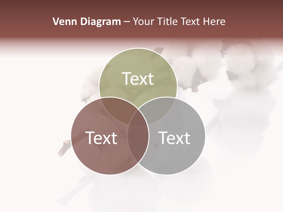 A Cotton Plant With A White Background PowerPoint Template