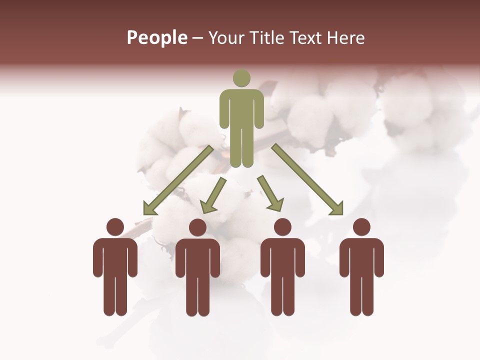 A Cotton Plant With A White Background PowerPoint Template