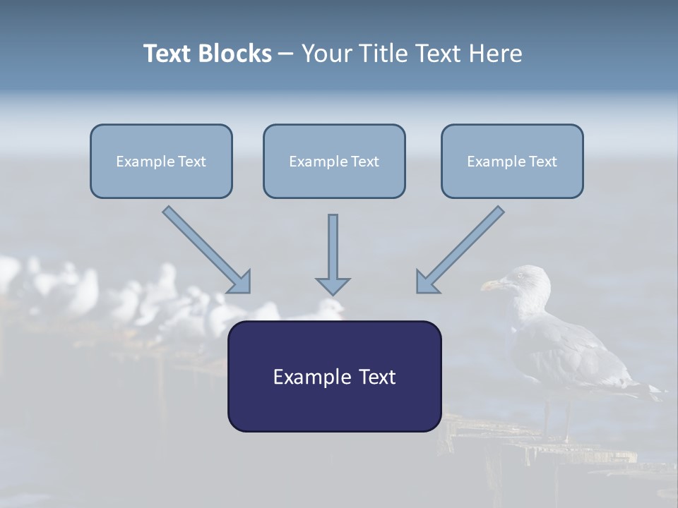 Blackheaded Beach Wooden PowerPoint Template