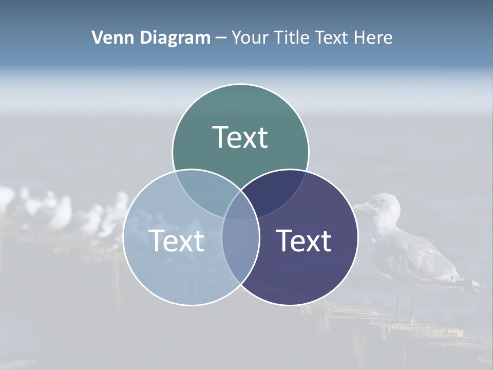 Blackheaded Beach Wooden PowerPoint Template