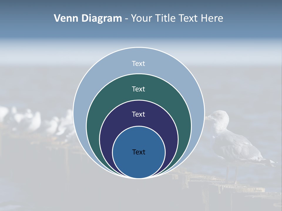 Blackheaded Beach Wooden PowerPoint Template