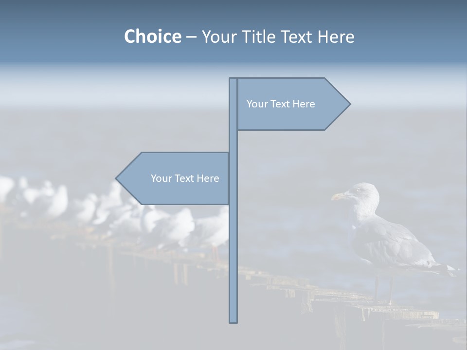 Blackheaded Beach Wooden PowerPoint Template