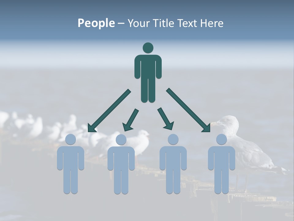 Blackheaded Beach Wooden PowerPoint Template