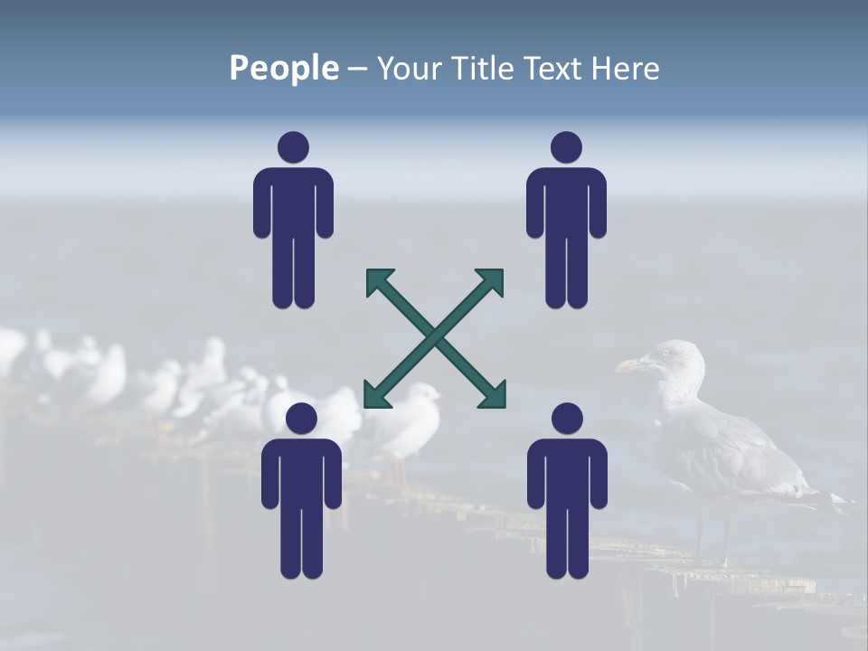 Blackheaded Beach Wooden PowerPoint Template