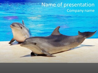 Creature Grey Mammal PowerPoint Template