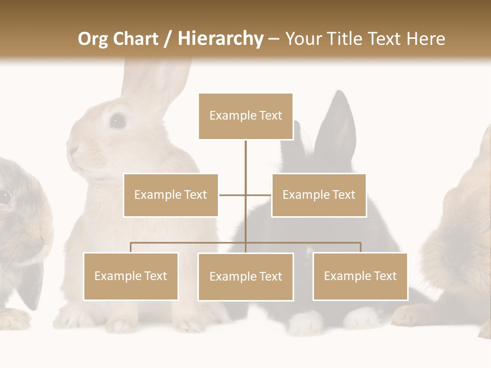 Studio Shot White Background Black PowerPoint Template