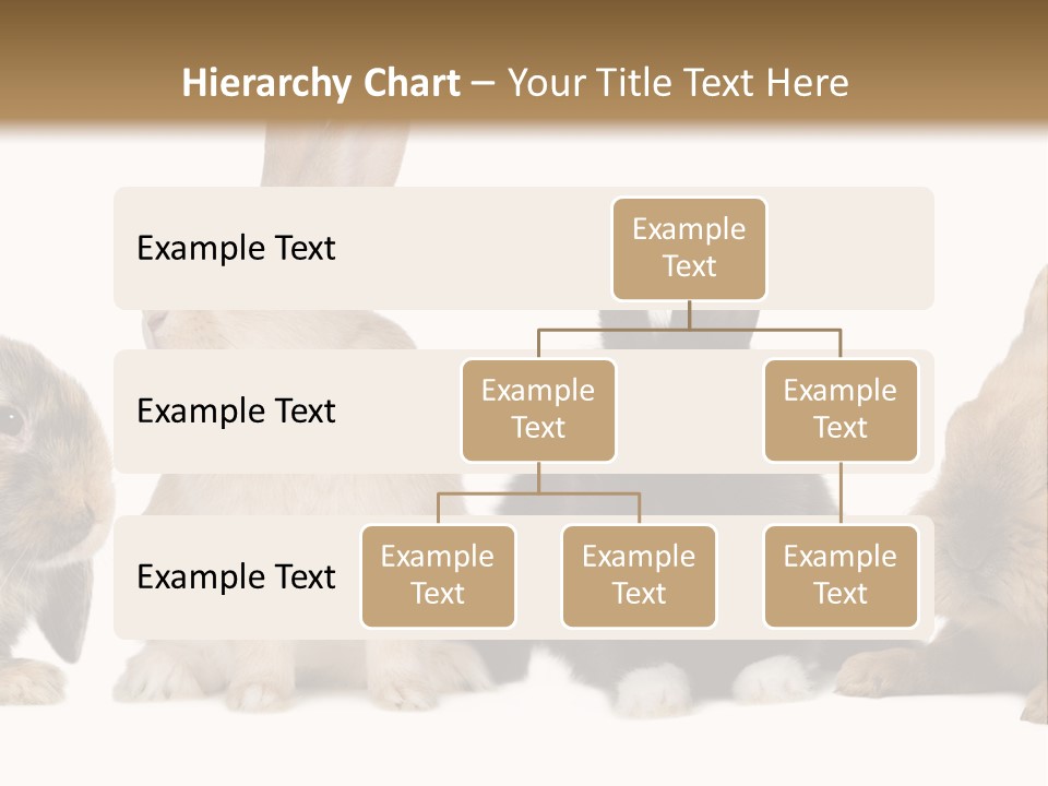 Studio Shot White Background Black PowerPoint Template