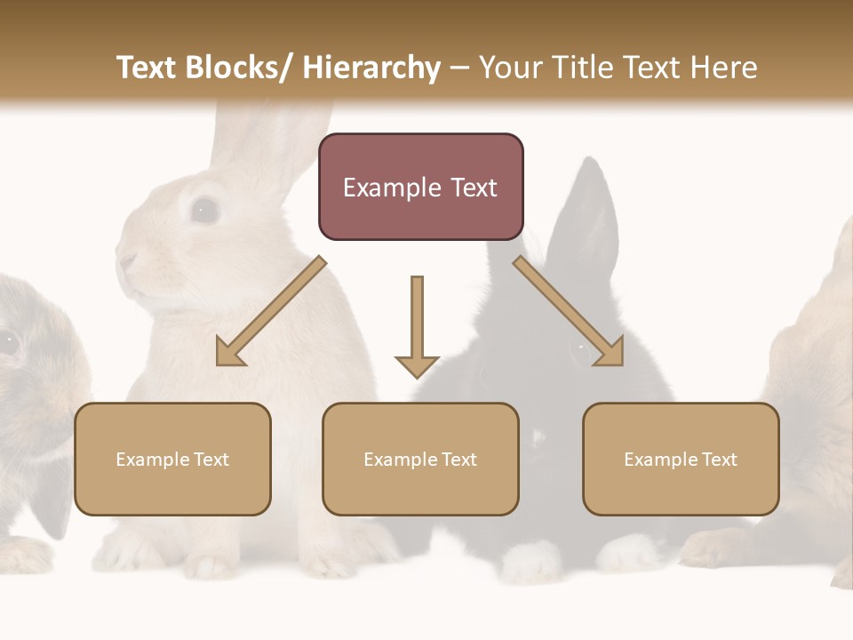 Studio Shot White Background Black PowerPoint Template