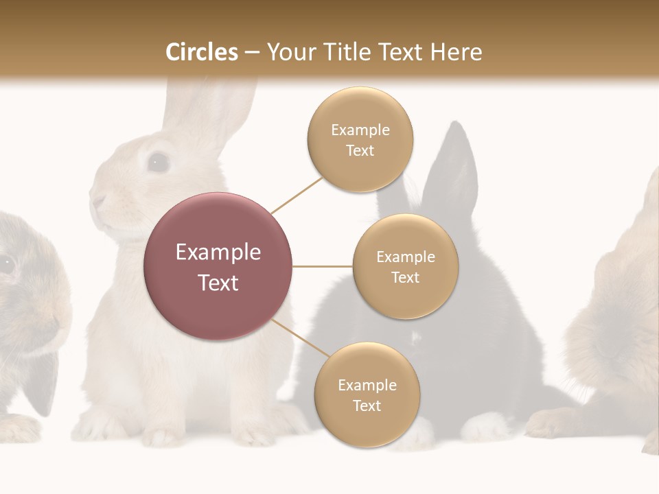 Studio Shot White Background Black PowerPoint Template