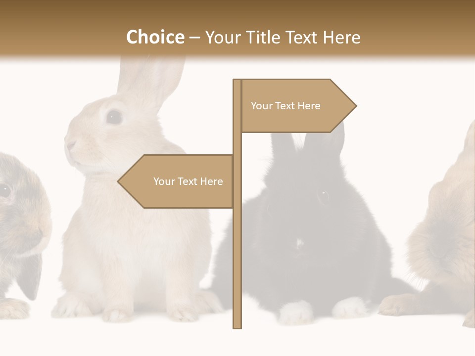 Studio Shot White Background Black PowerPoint Template