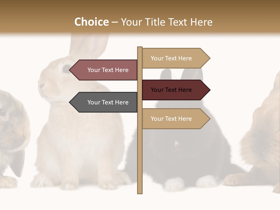 Studio Shot White Background Black PowerPoint Template