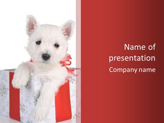 A Small White Dog Sitting Inside Of A Present Box PowerPoint Template
