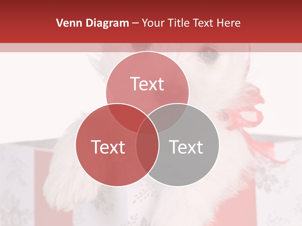 A Small White Dog Sitting Inside Of A Present Box PowerPoint Template