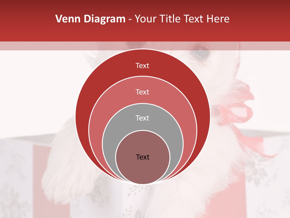 A Small White Dog Sitting Inside Of A Present Box PowerPoint Template