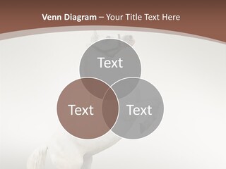 Celebrating Syndrome Holiday PowerPoint Template