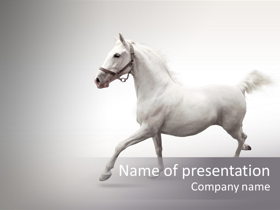 A White Horse Galloping On A Gray Background PowerPoint Template