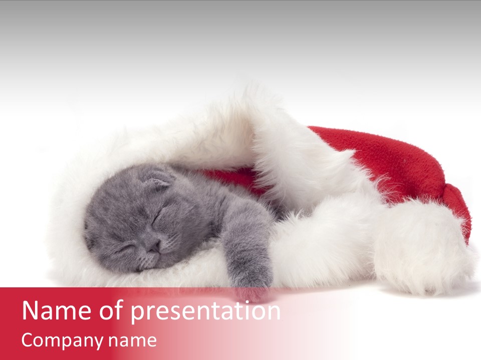 Mammal Kitty Santa PowerPoint Template