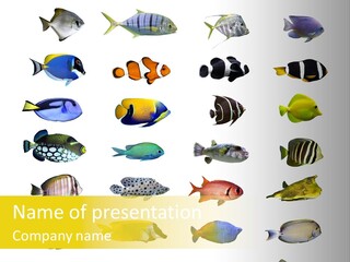 Dive Collection Salt PowerPoint Template