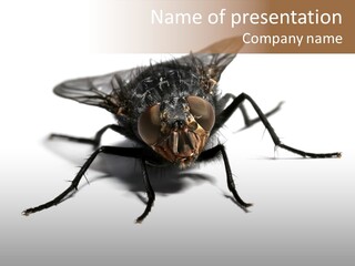 Fly Background Detailed PowerPoint Template