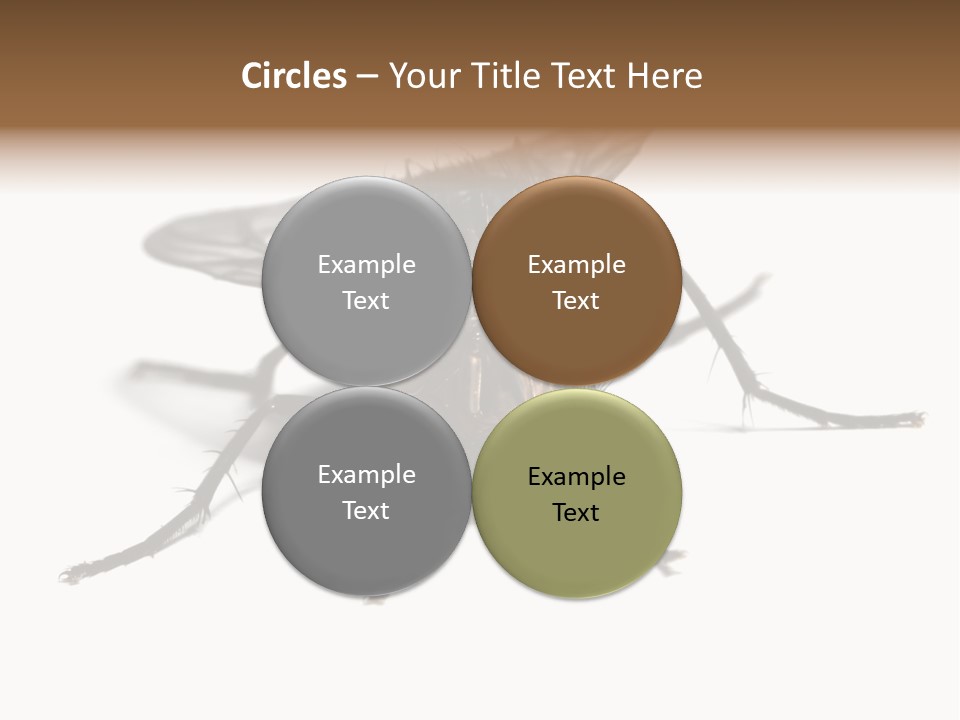Fly Background Detailed PowerPoint Template