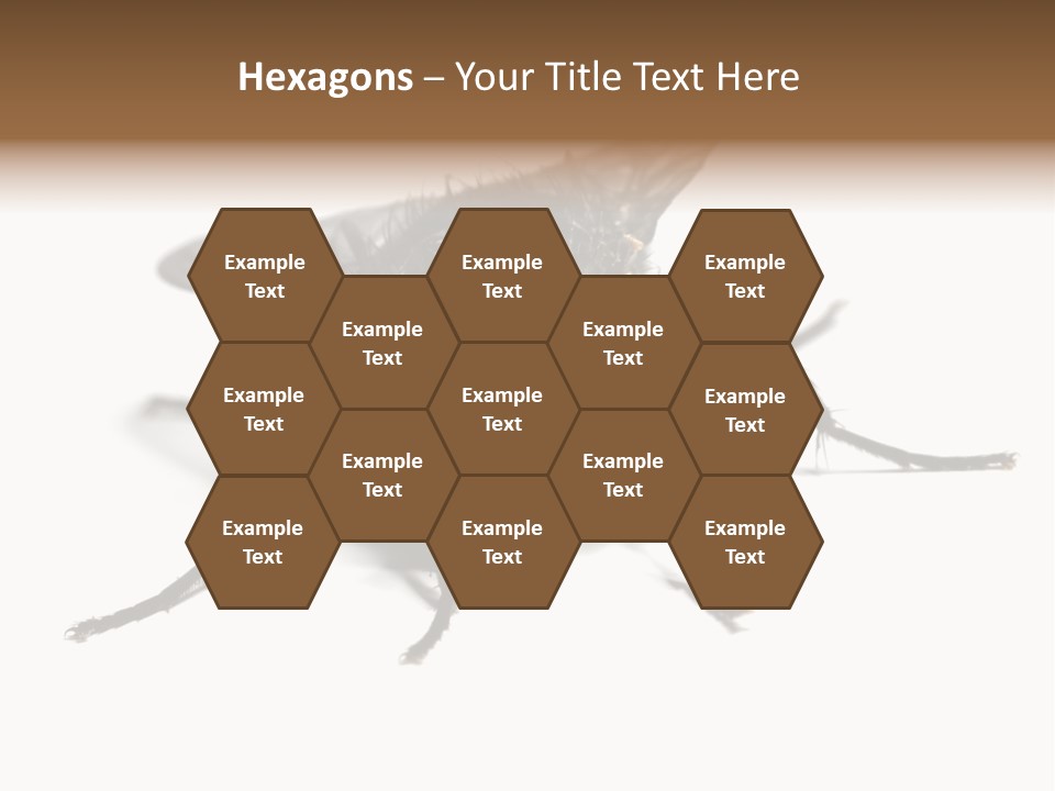 Fly Background Detailed PowerPoint Template