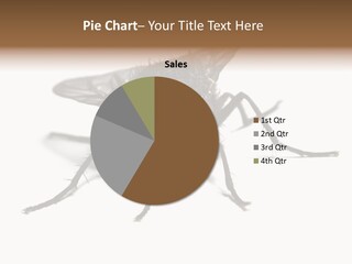 Fly Background Detailed PowerPoint Template