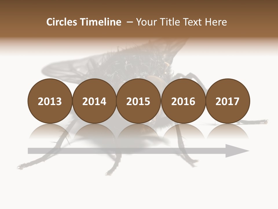 Fly Background Detailed PowerPoint Template