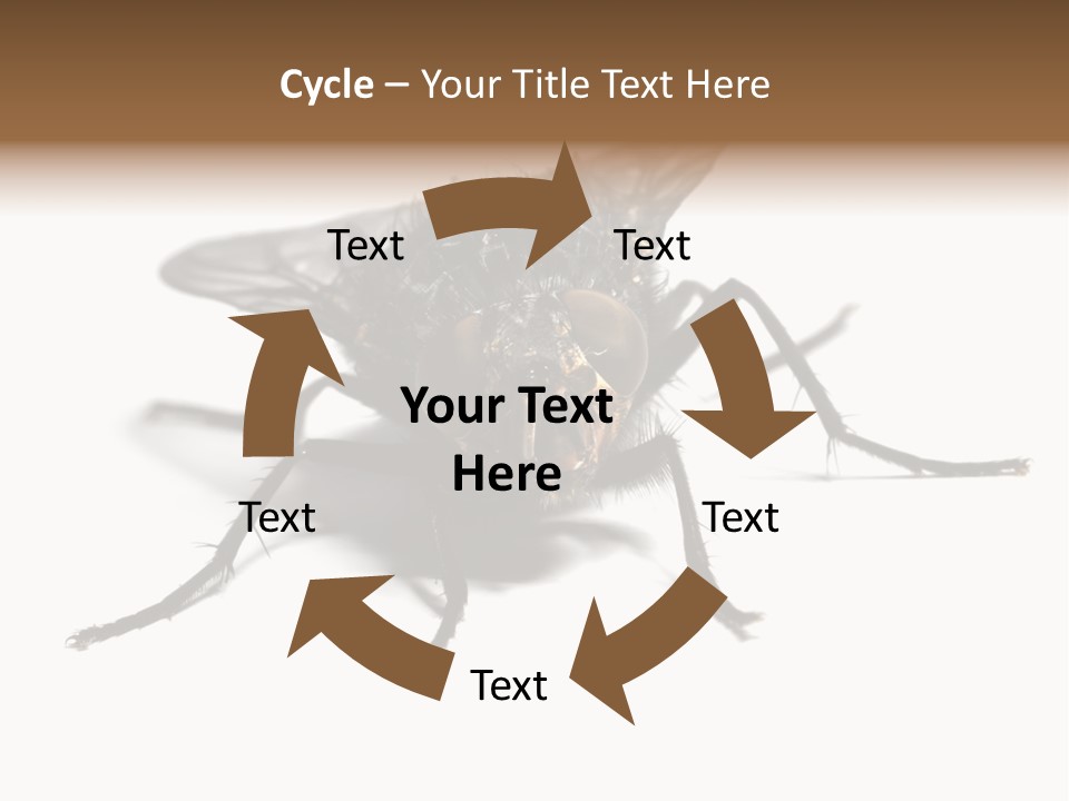 Fly Background Detailed PowerPoint Template