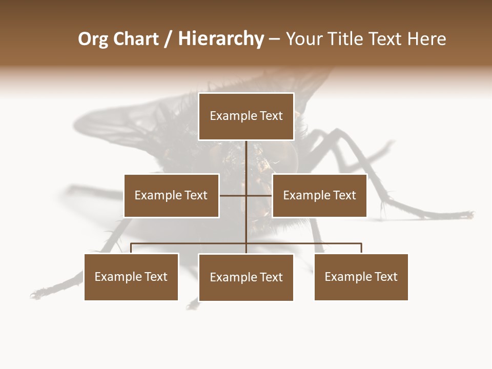 Fly Background Detailed PowerPoint Template