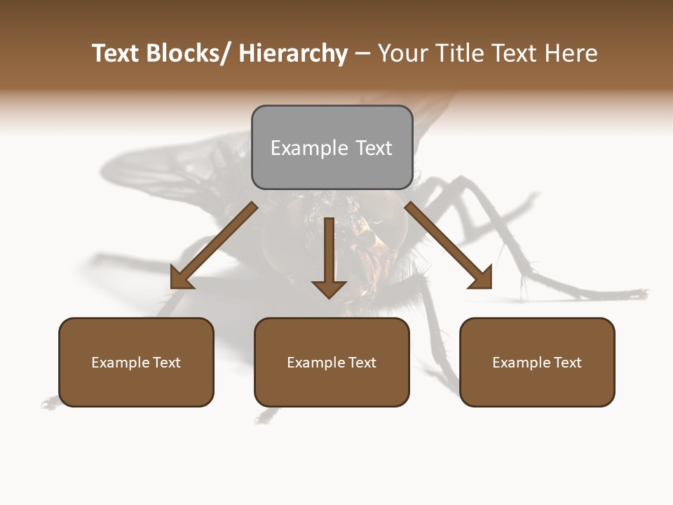 Fly Background Detailed PowerPoint Template