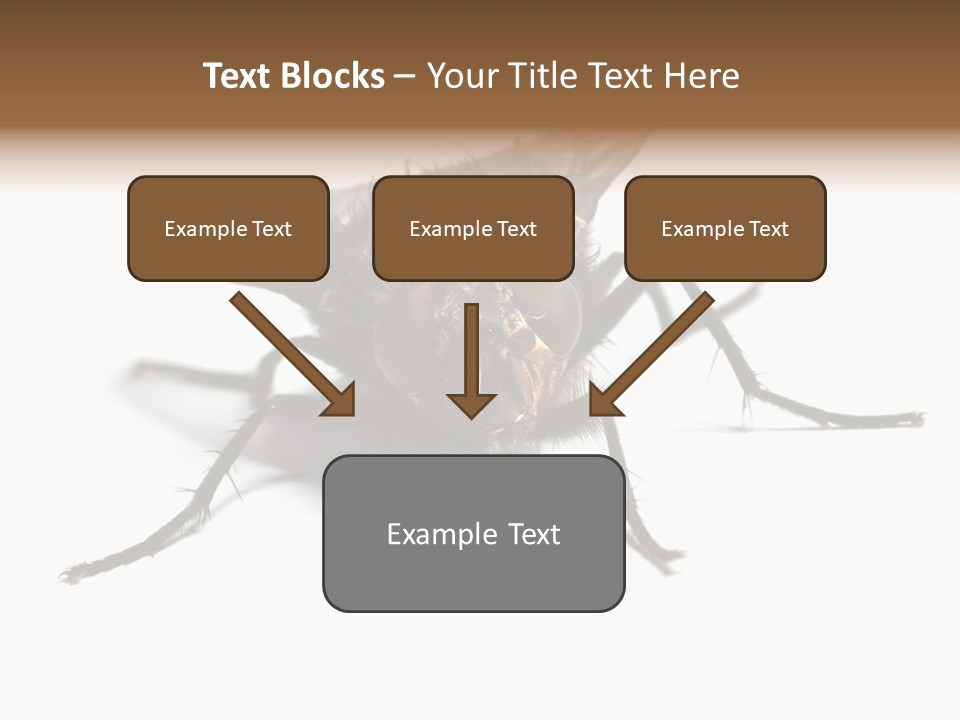 Fly Background Detailed PowerPoint Template