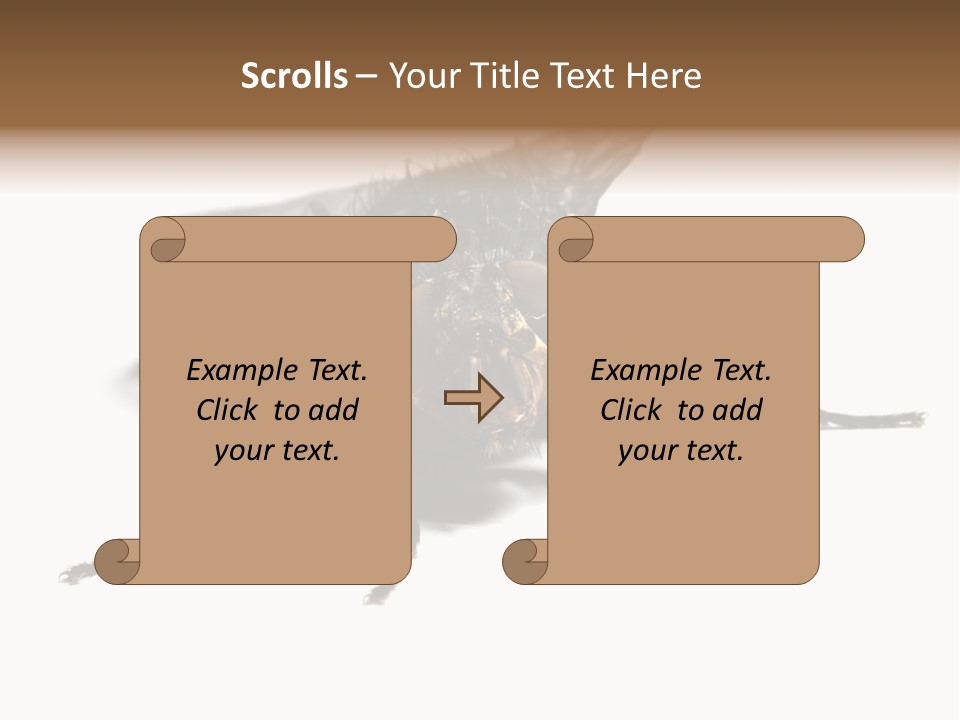 Fly Background Detailed PowerPoint Template