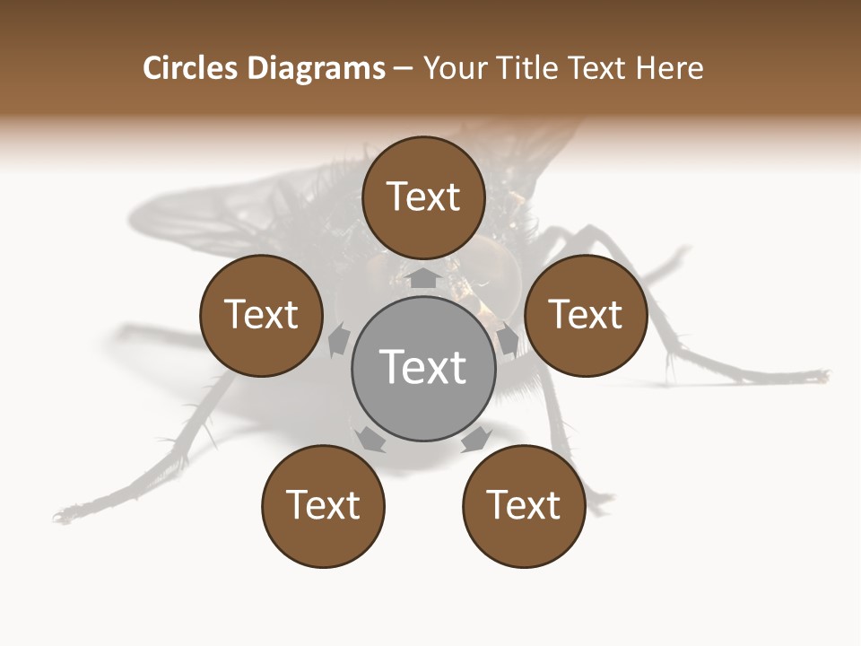 Fly Background Detailed PowerPoint Template
