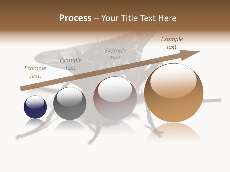 Fly Background Detailed PowerPoint Template