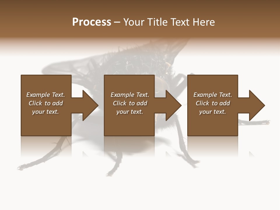 Fly Background Detailed PowerPoint Template