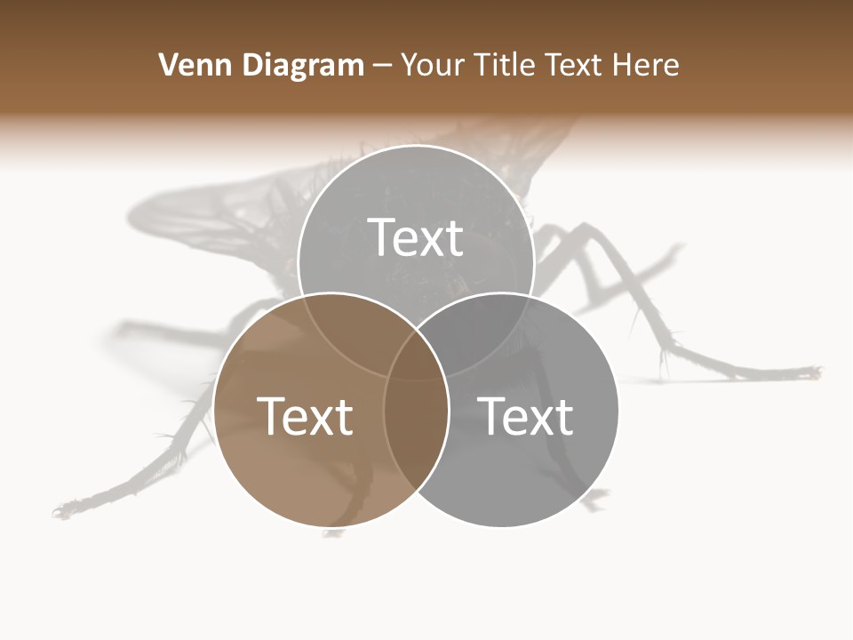 Fly Background Detailed PowerPoint Template
