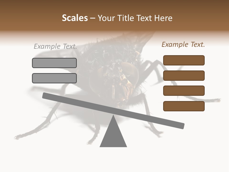 Fly Background Detailed PowerPoint Template