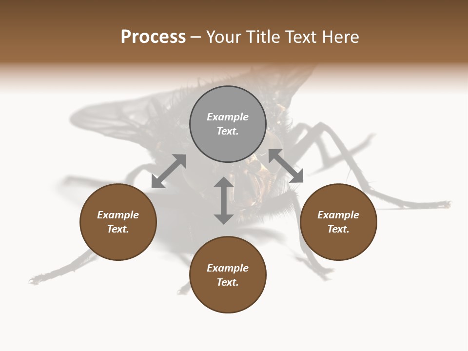 Fly Background Detailed PowerPoint Template