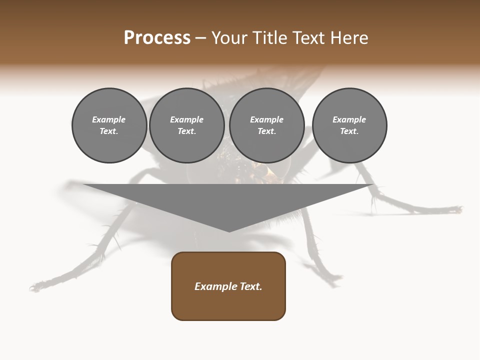 Fly Background Detailed PowerPoint Template